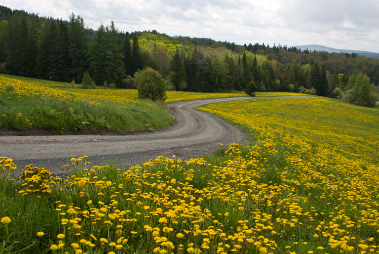 Dandelions_DSC09001.jpg - #0178_Dandelions covering the hills near Hardwick, Vermont