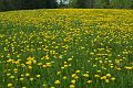Dandelions_DSC08921