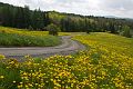 Dandelions_DSC09001
