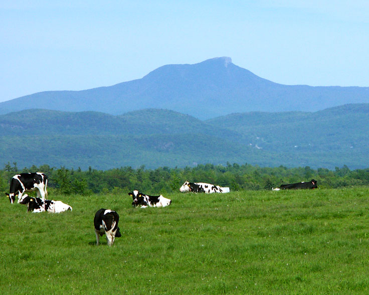 Cows_CamelsHumpPICT0200.jpg - #0182_Vermont cows with Camel's Hump Mountain, taken off RT 7 between Shelburne & Charlotte.
