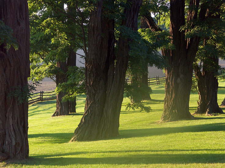 SummerGrassPICT8162.jpg - #0183_Summer Grass:  Shelburne Farms with plowed field in background.