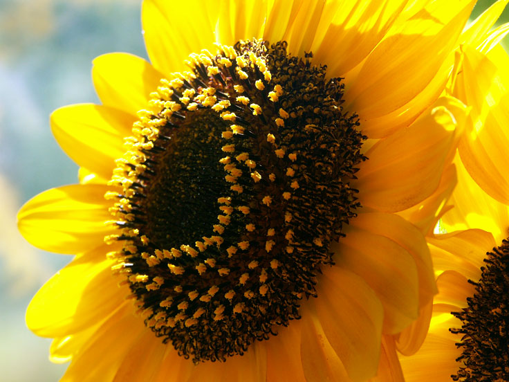 SummerSunflower_PICT0062.jpg - #0059_Summer Sunflowers PICT0062:  Brilliant Summer sun reflected from sunflowers in our garden in Underhill, Vermont.