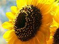 SummerSunflower_PICT0062