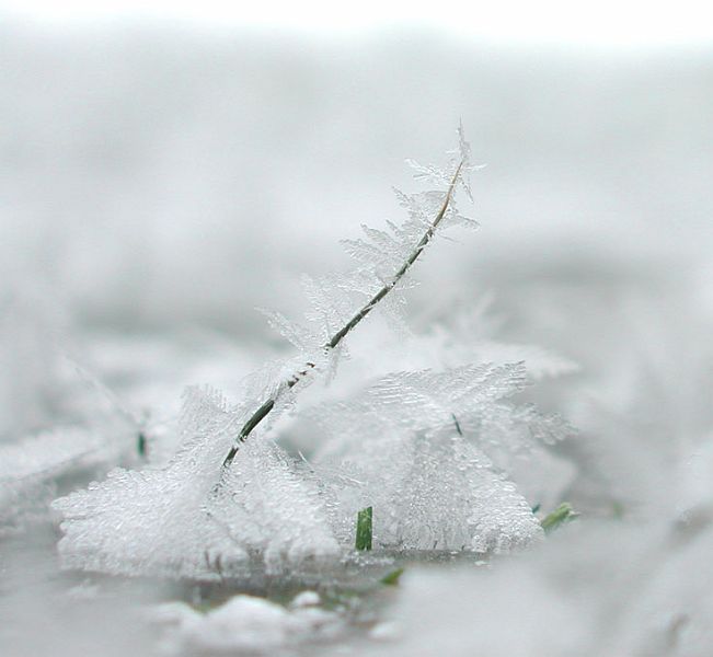 Ice-grass-blade-w.jpg - #0188_Blade of Grass with Frost, Briar Patch Lane, Underhill, Vermont.