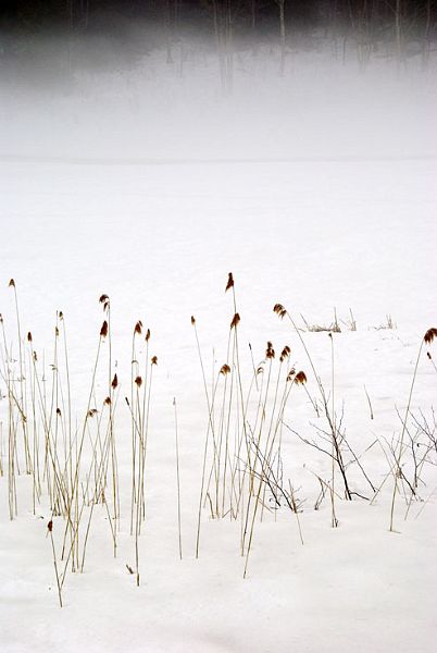 Waiting-for-Spring_DSC00229.jpg - #0189_Waiting for Spring:  Beaver pond off rt 15 just north of Underhill Flats, Vermont  March 2007