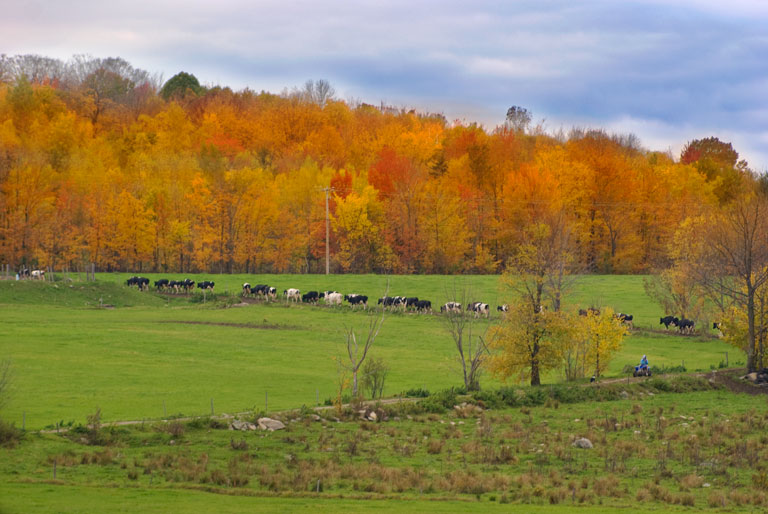 CillleyHill_DSC5028.jpg - #0003_Kent Rawson's cows going to be milked on Cilly Hill, Jericho, Vermont.