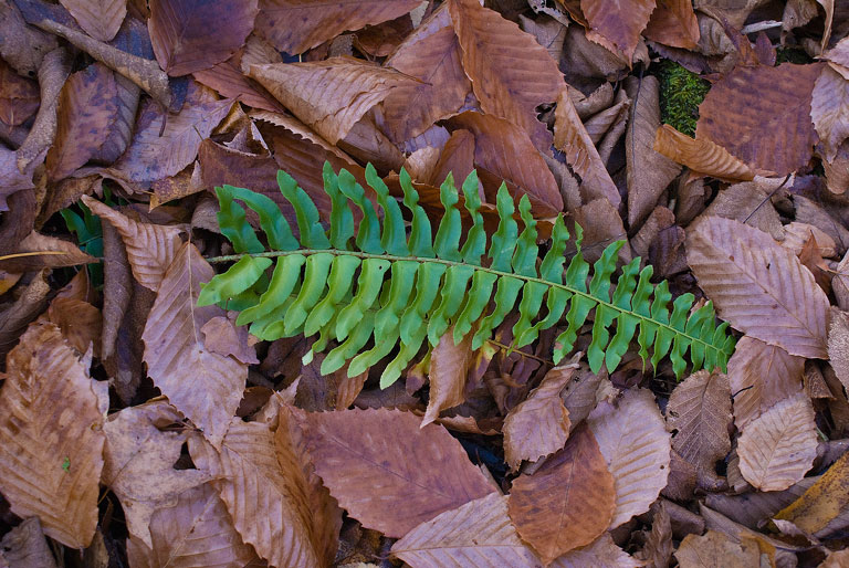 DaudelinRoad_DSC05390.jpg - #0008_A green fern poking up through the brown leaves of Fall off Daudeling Road, Underhill, Vermont.