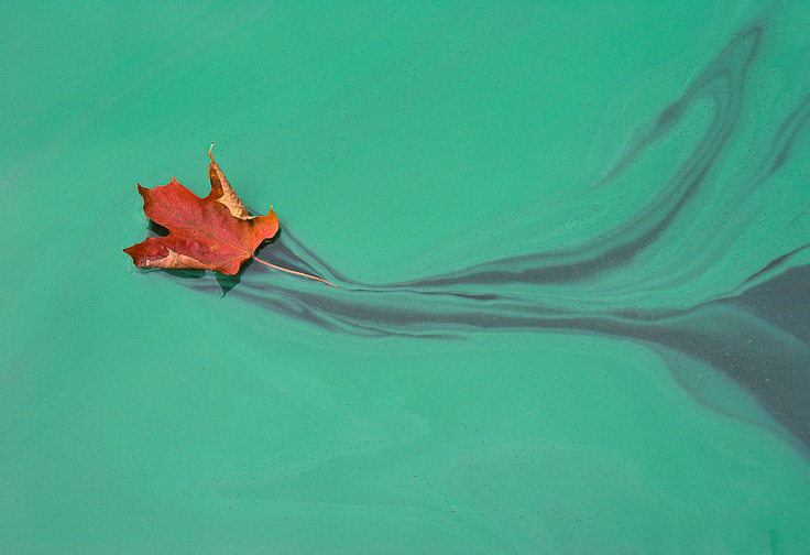 Leaf_on_green_DSC04741_canvas_prt.jpg - Leaf on Green 4741 - Shelburne Pond algae bloom and the wind.