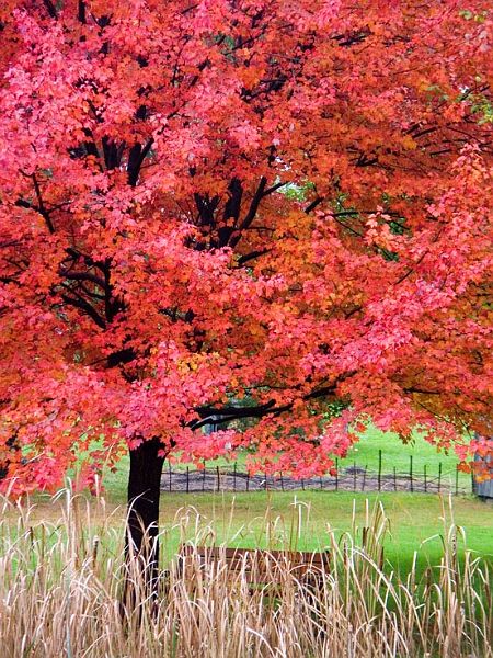 RedMaplePICT4576-w.jpg - #0033_Red Maple in Shelburne:  Shelburne, Vermont near the covered bridge of the Shelburne Museum, Fall 2006.