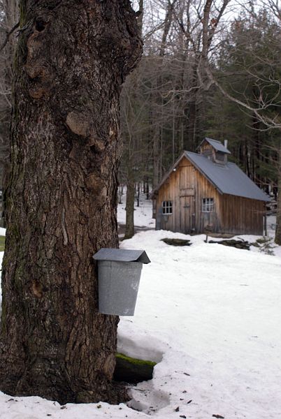 SugarBushDSC00291-w.jpg - #0037_Sugar House:  Bob Sargent's sugar bush in Underhill, Vermont, Spring 2007.