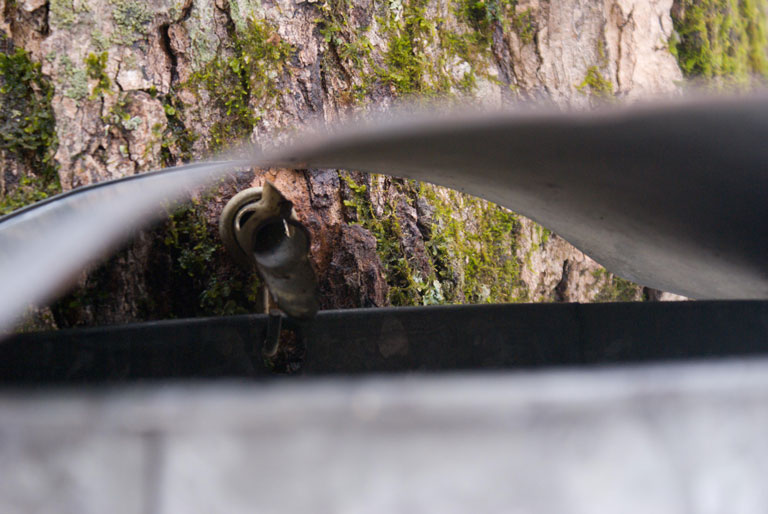 SugarBushDSC00297-w.jpg - #0039_Sap Spout and bucket:  Bob Sargent's sugar bush in Underhill, Vermont, Spring 2007.