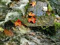 Leaves-water-bubbles-w